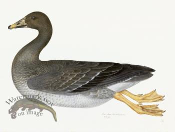 Rudbeck 021 GREYLAG GOOSE 24x18